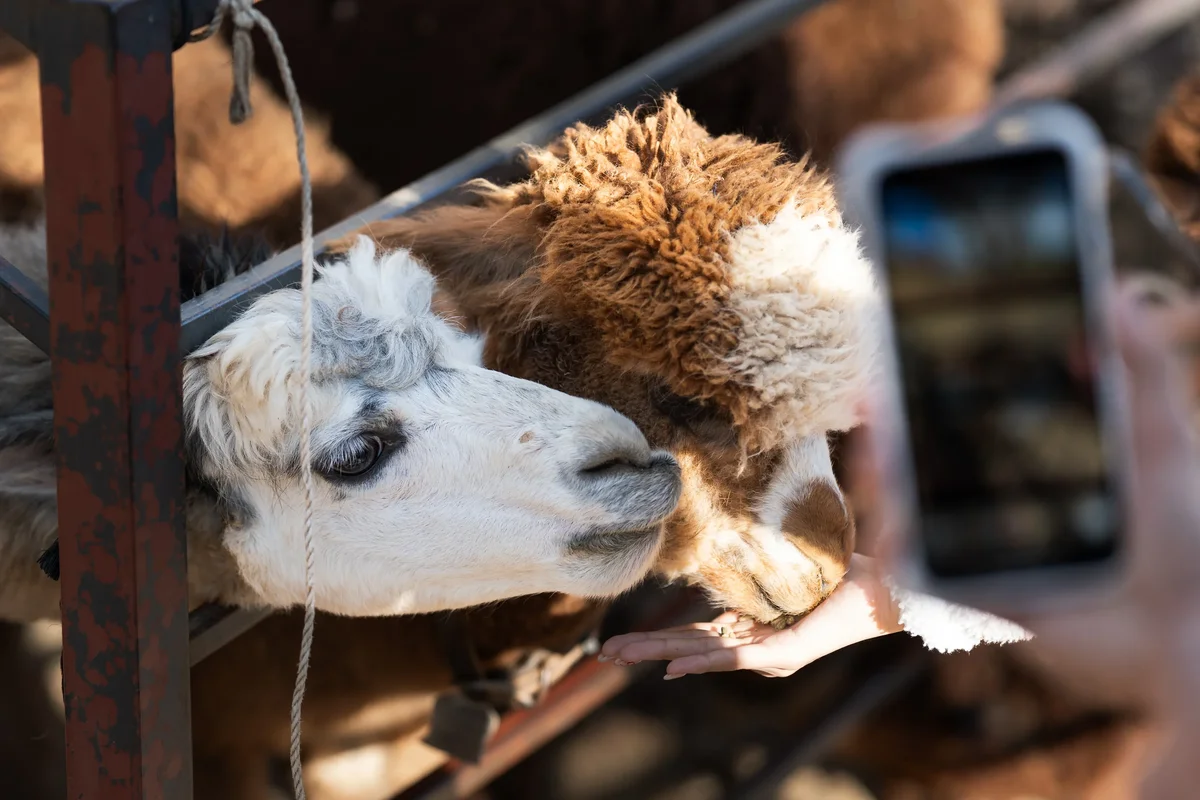 Alpaca World3