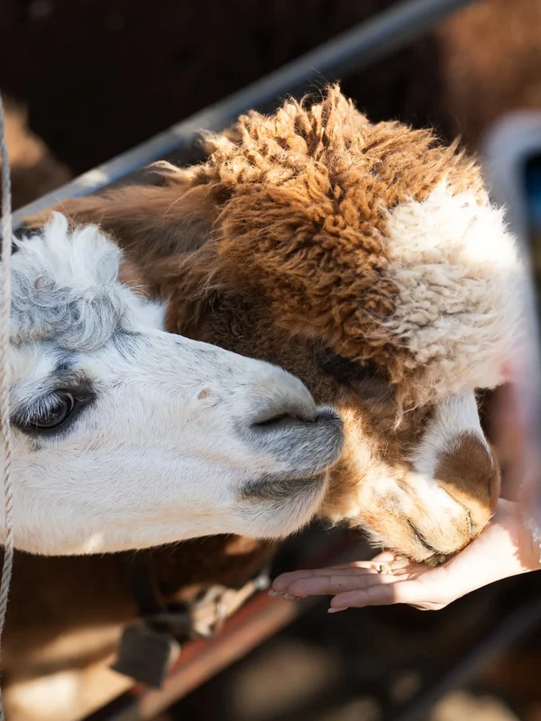 Alpaca World3