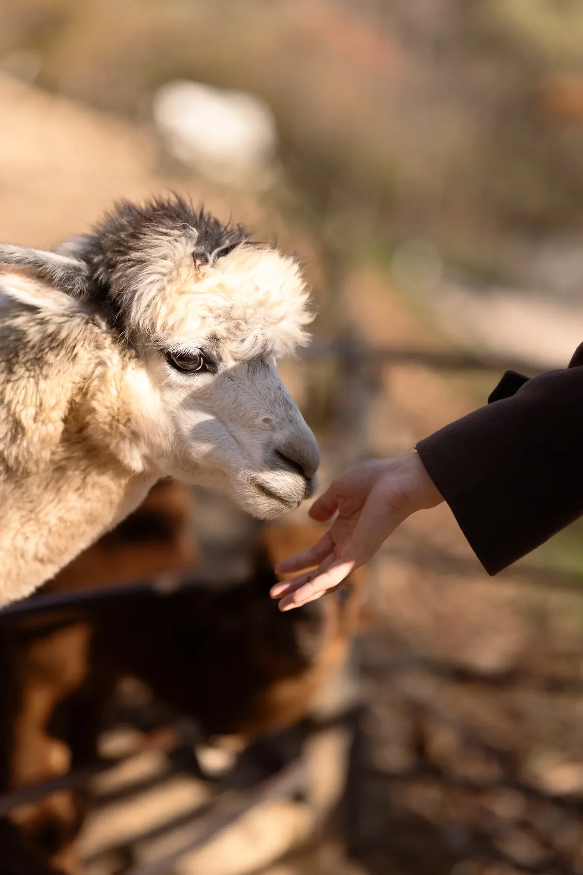 Alpaca World4