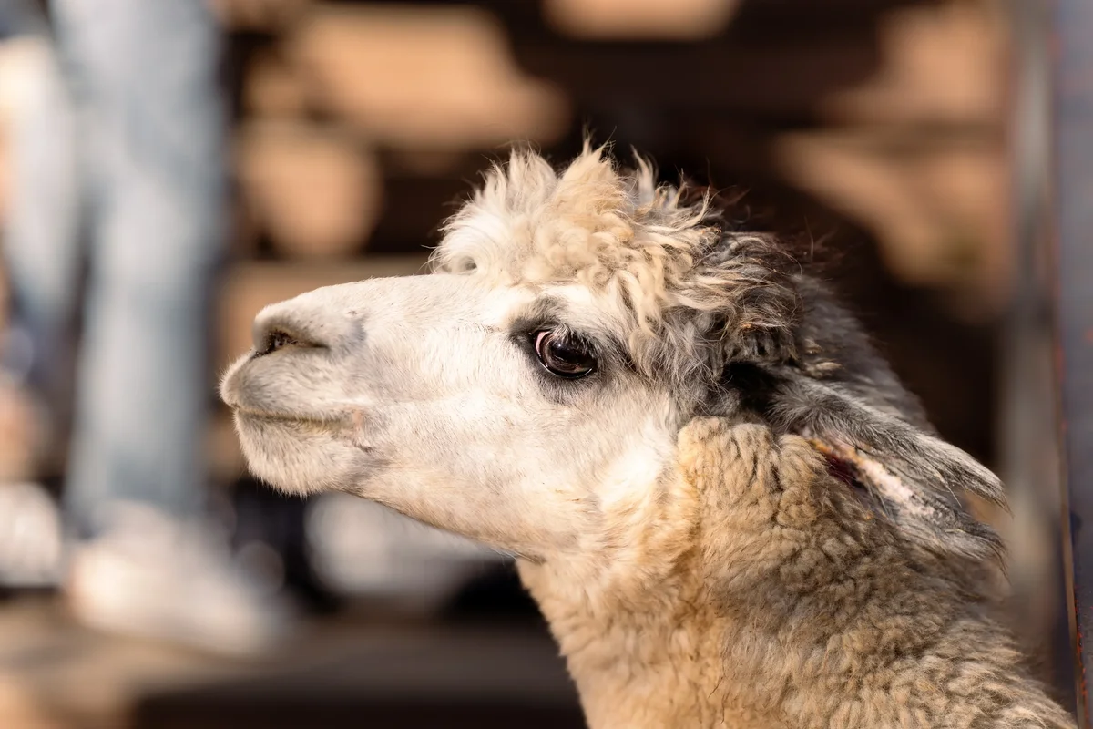 Alpaca World5