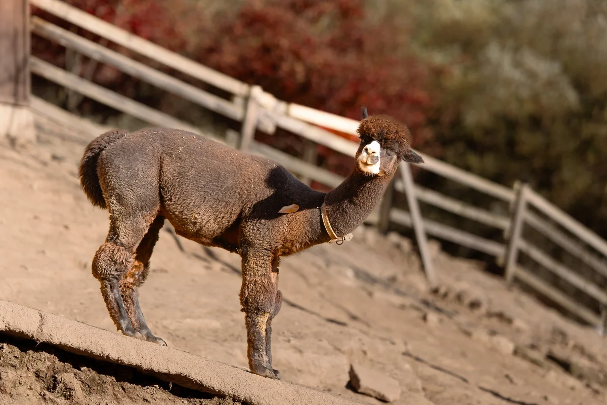 Alpaca World6