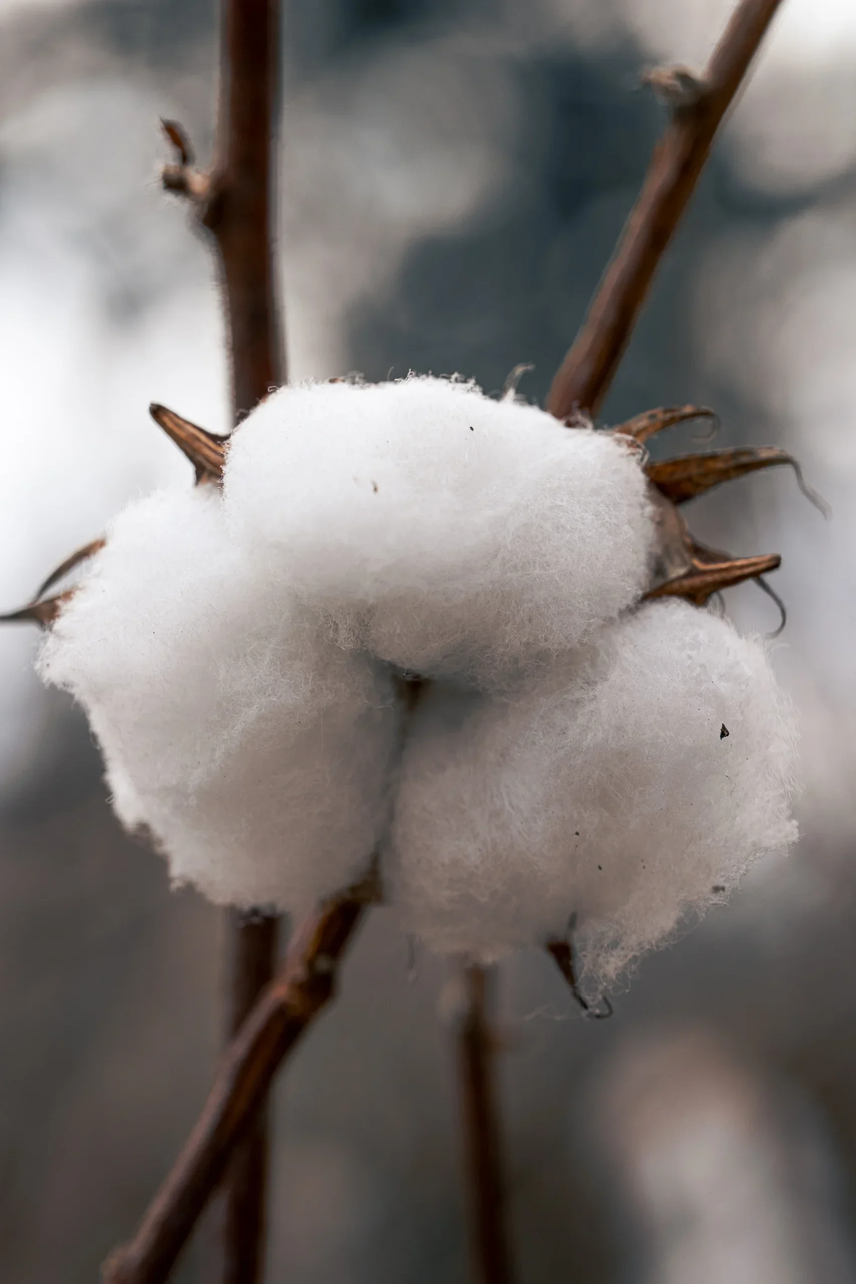 Amore Pacific Garden1