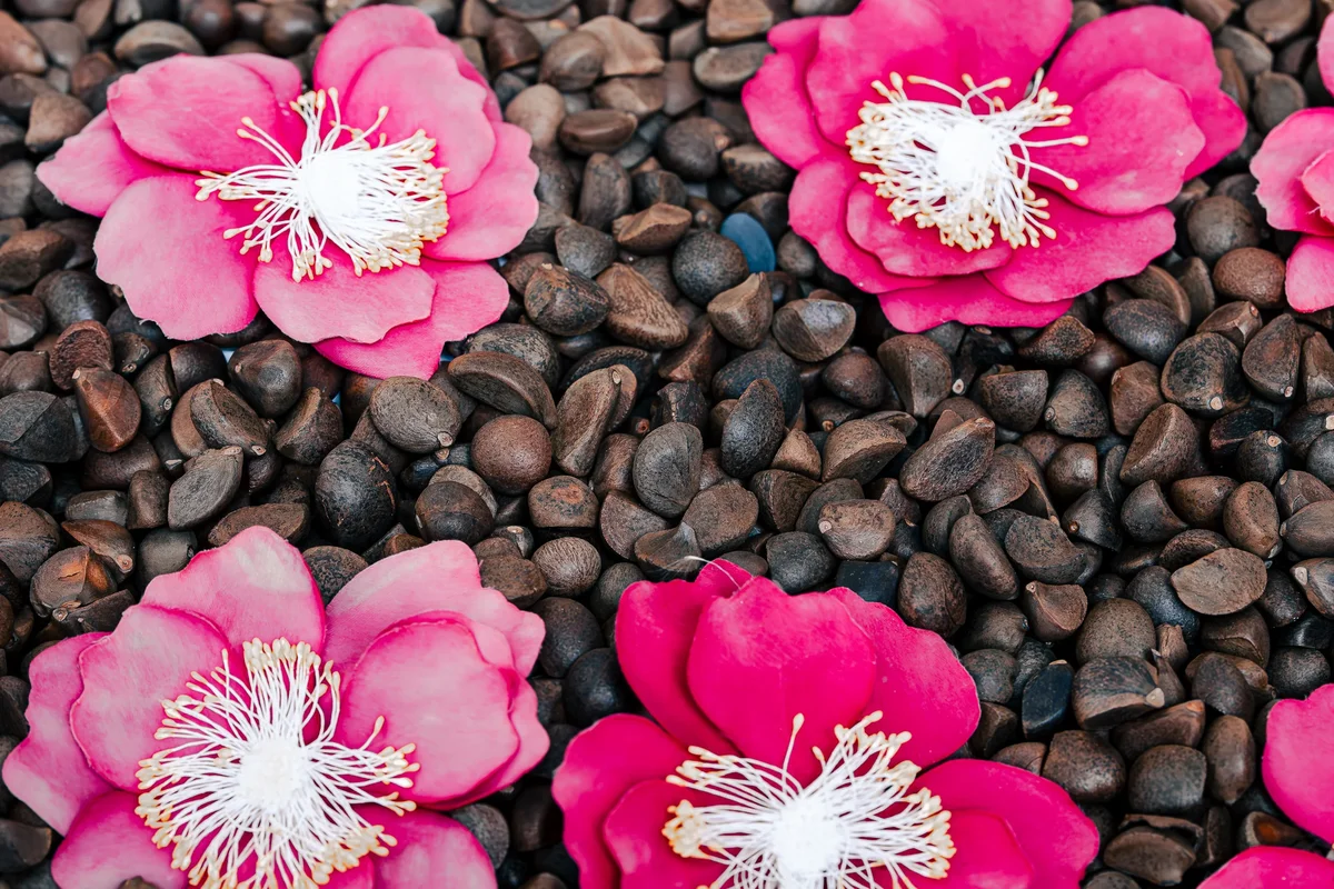 Amore Pacific Garden7