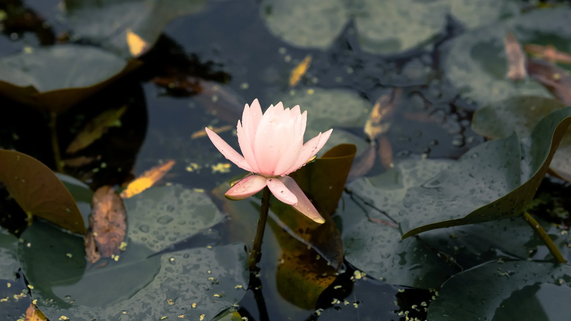 Seodong Lotus Festival In Buyeo1