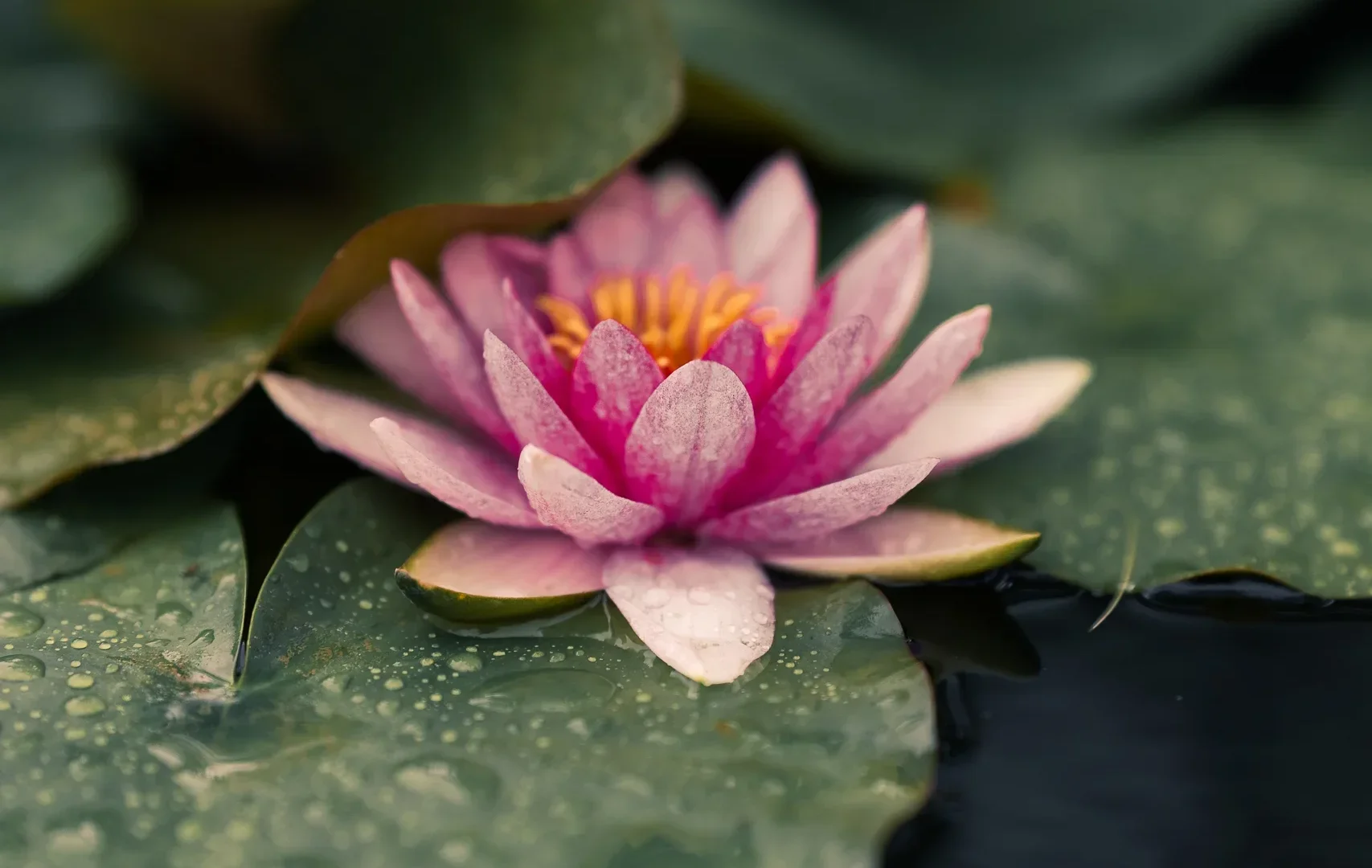 Seodong Lotus Festival In Buyeo13