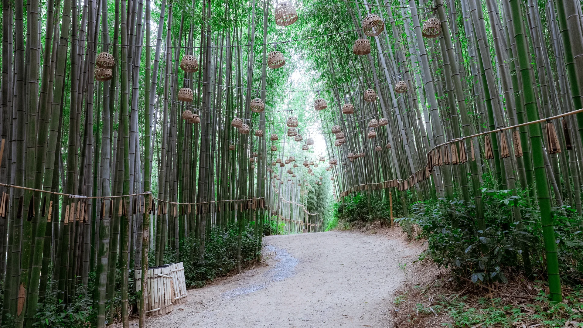 Damyang Bamboo Forest6