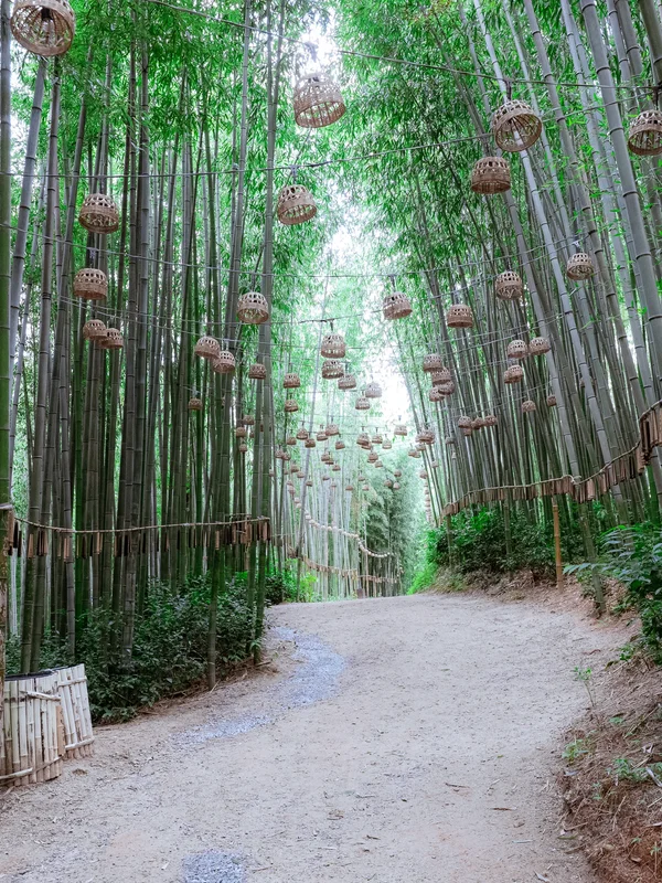 Damyang Bamboo Forest6