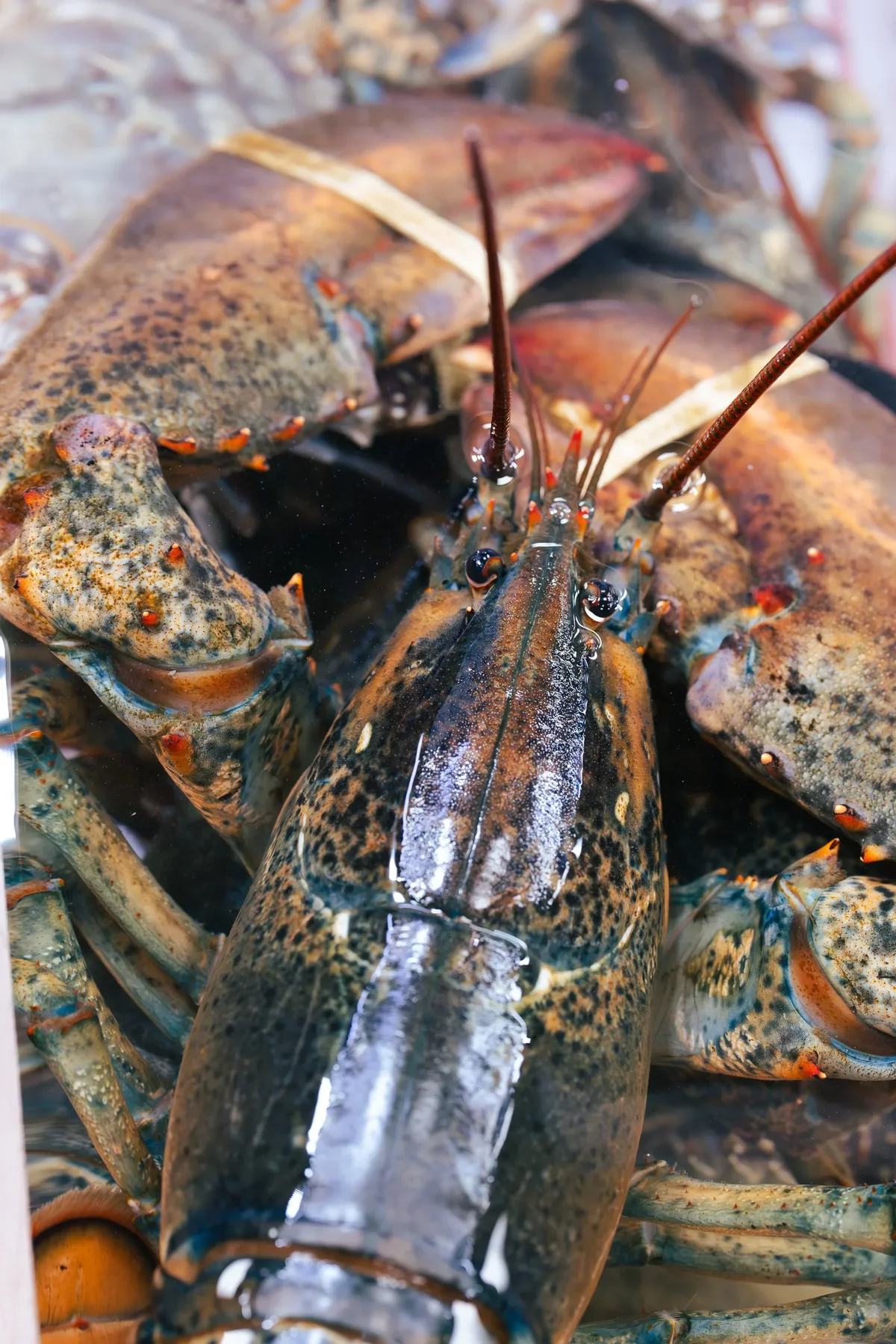 Jagalji Fish Market6