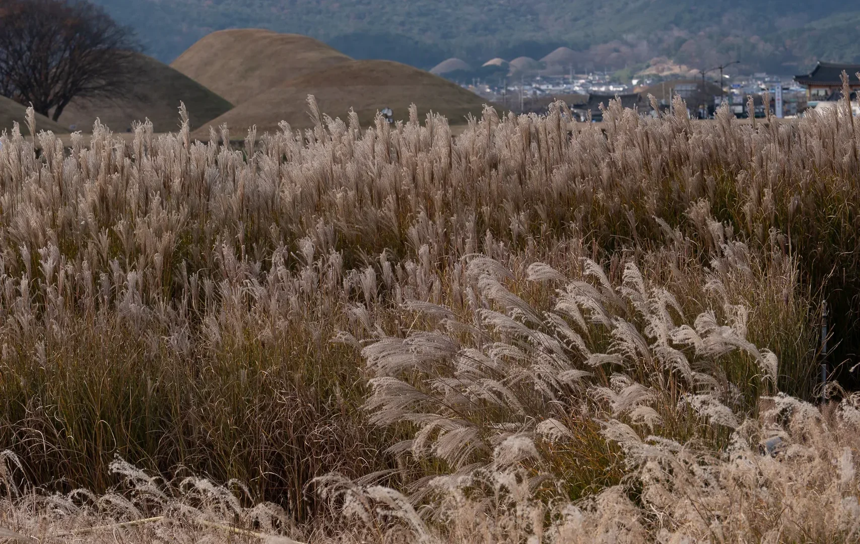 Gyungju Mounds 3