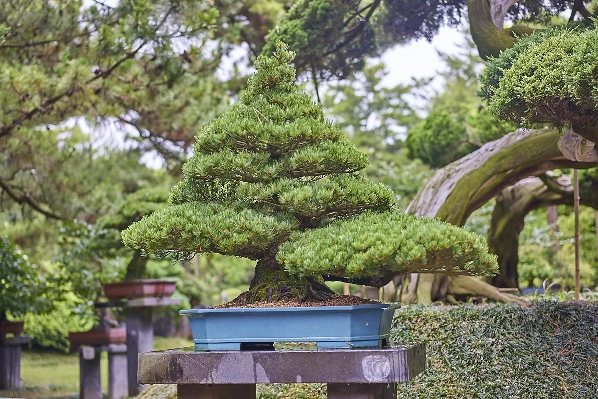Hallim Park. Bonsai