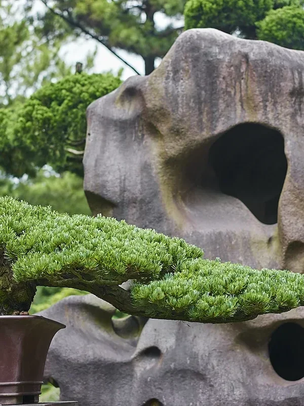 Hallim Park. Bonsai