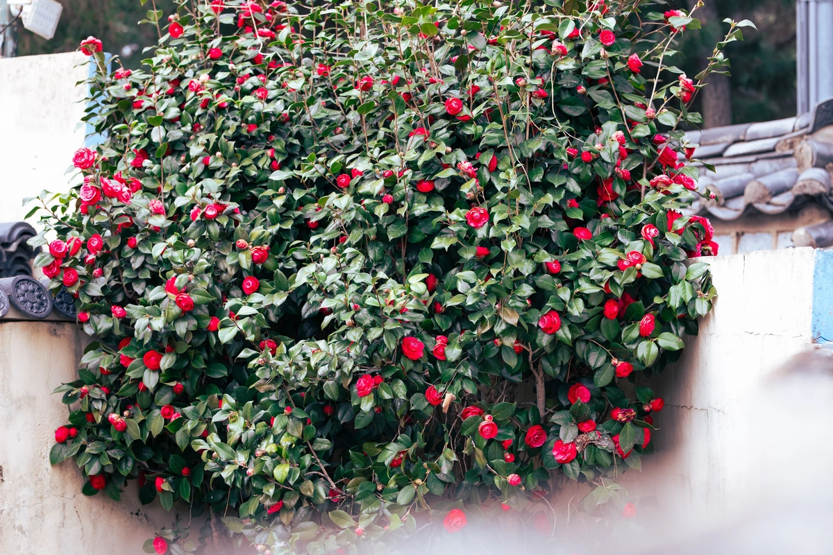 Red Camelia in Gamchon Culture Village