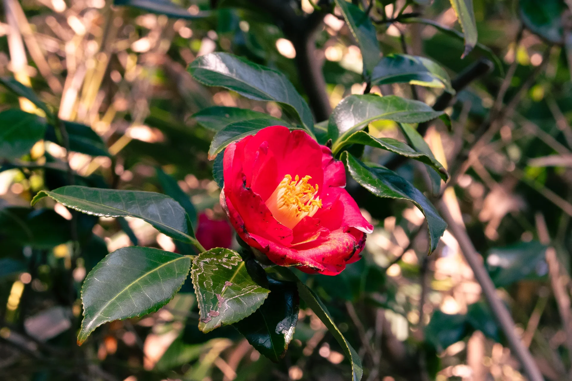 Red Camelia on Camelia Island (Haeundae)