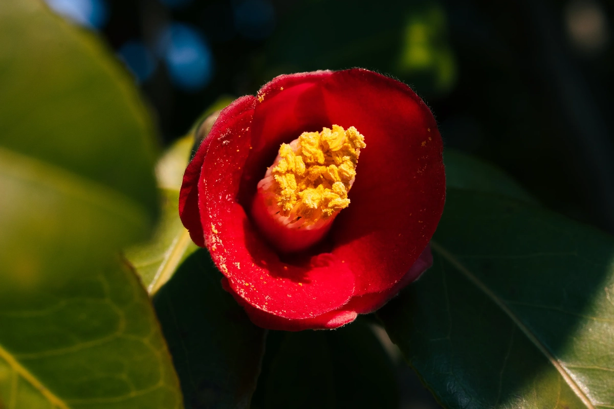 Red Camelia on Camelia Island (Haeundae)