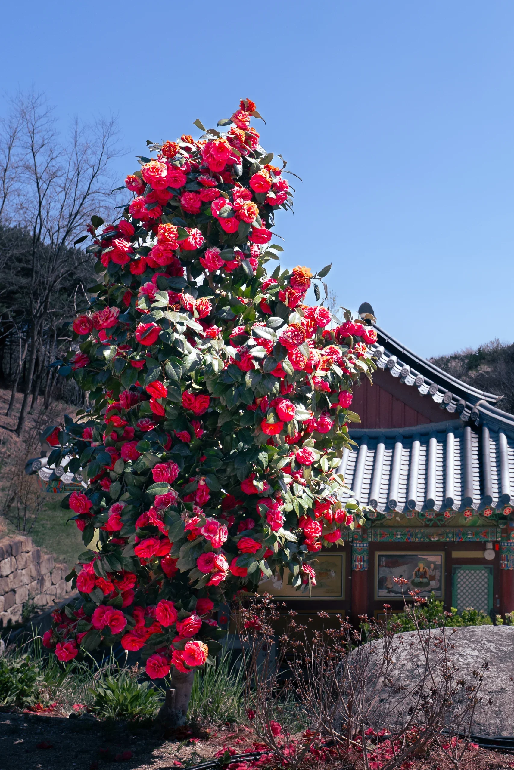 Camelia in Naksansa Temple