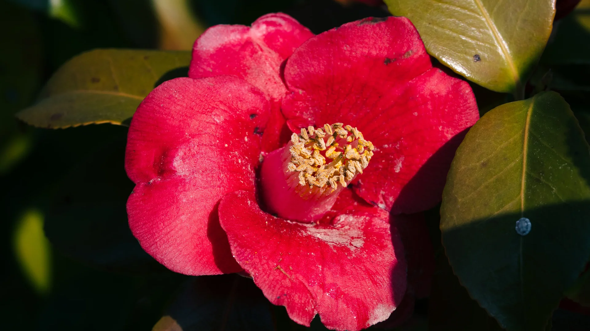 Red Camelia on Camelia Island (Haeundae)