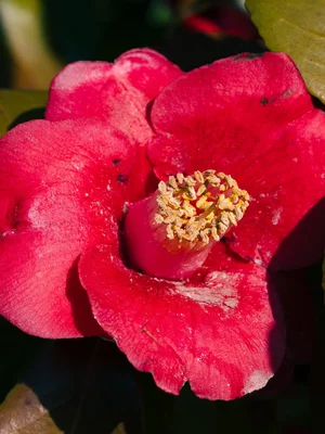 Красная камелия на Острове Камелий (Хэундэ)