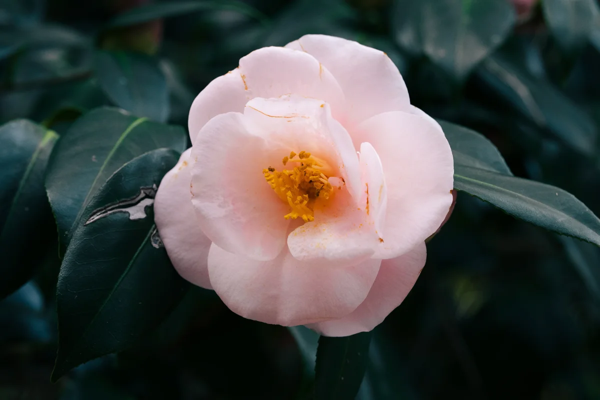 Pink Camelia on Camelia Island (Haeundae)