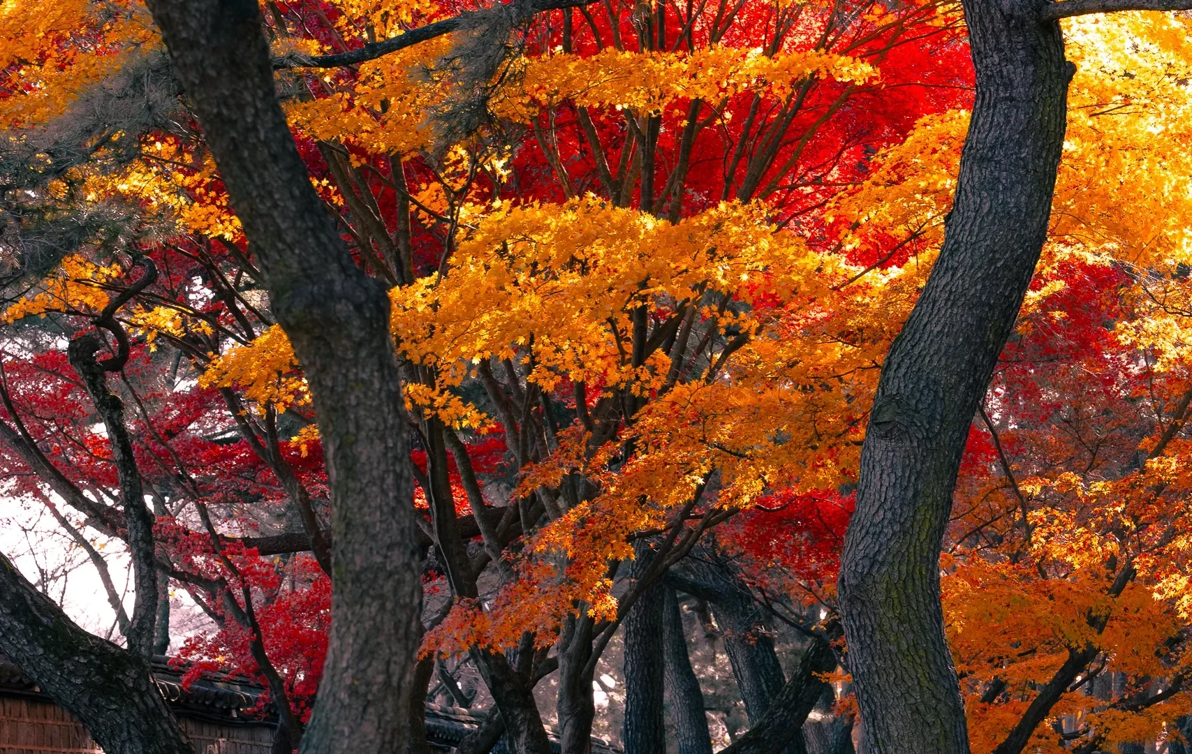 Daereungwon Maples1