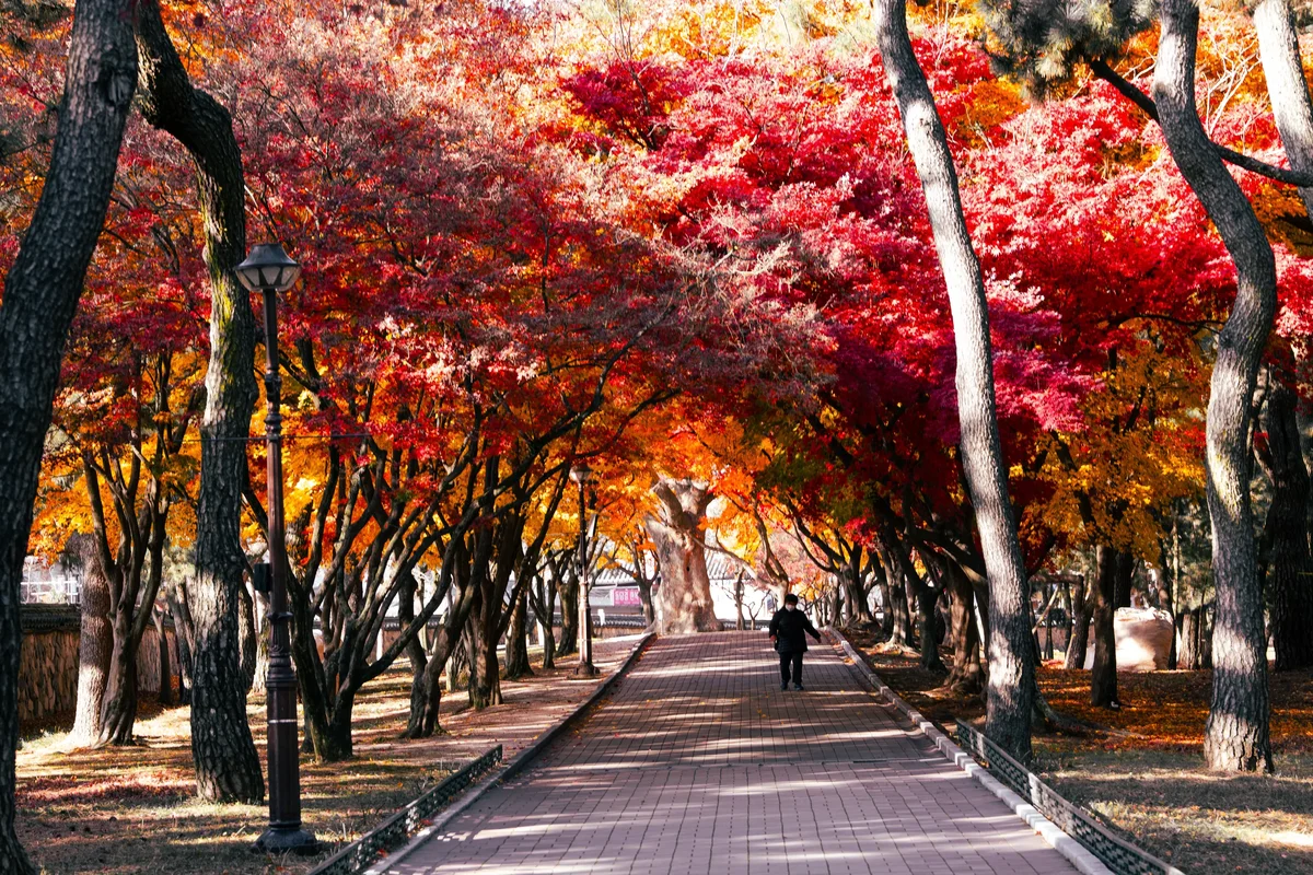 Daereungwon Maples2