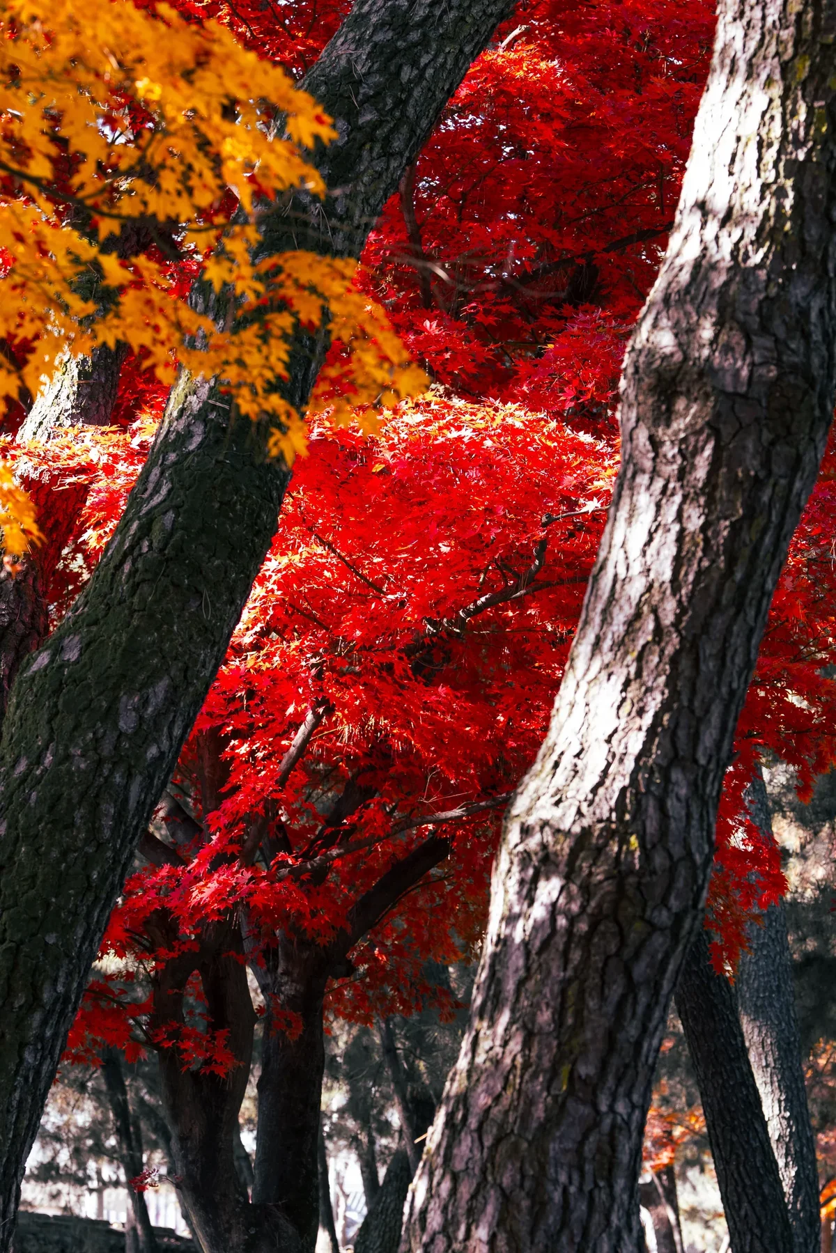 Daereungwon Maples3
