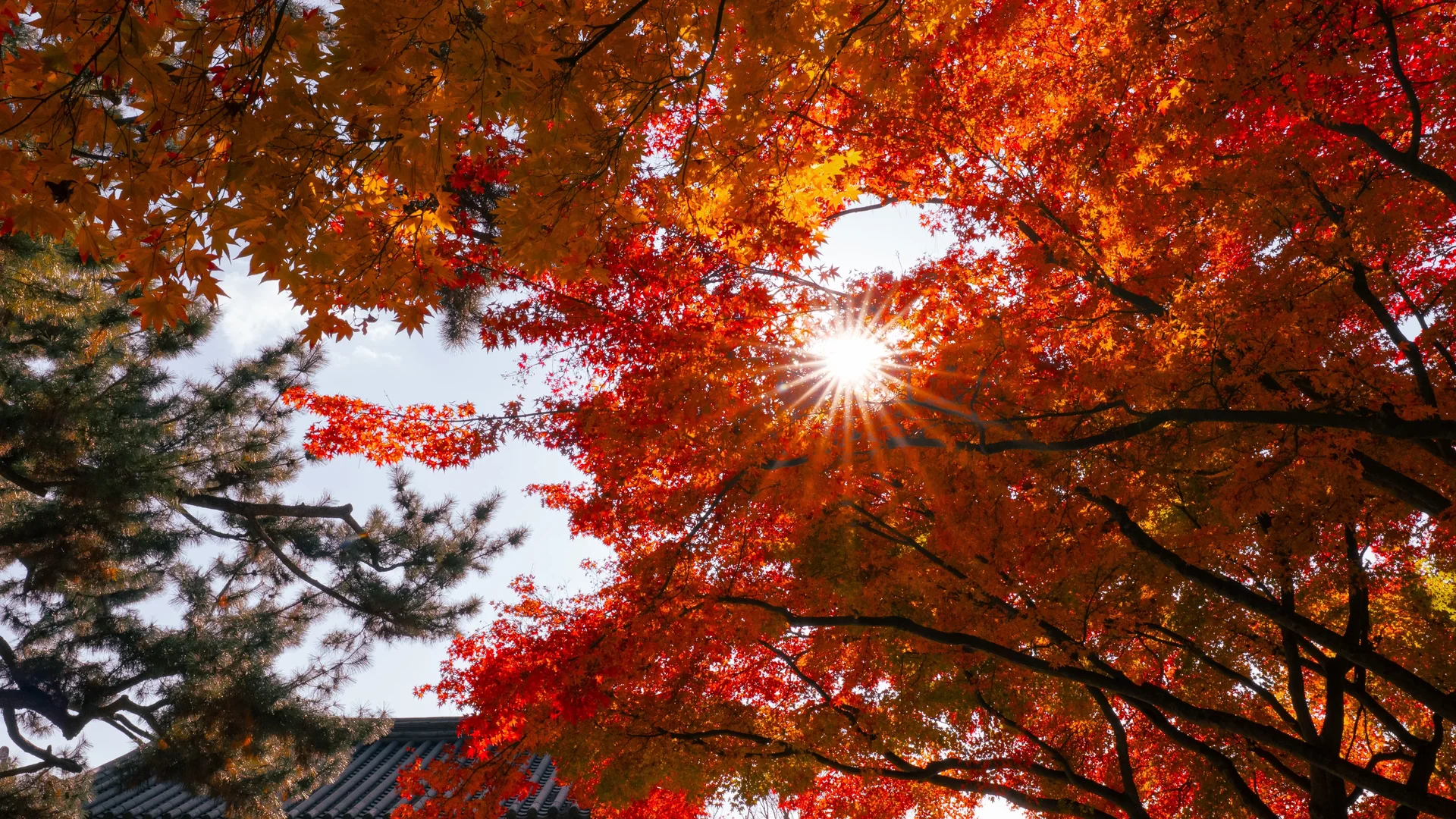 Daereungwon Maples4
