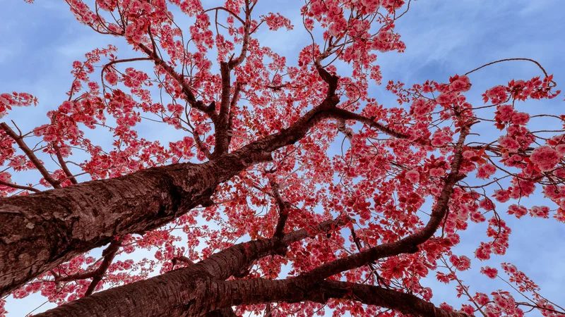 Cherry Blossums In Bulguksa Prunus Serrulata1
