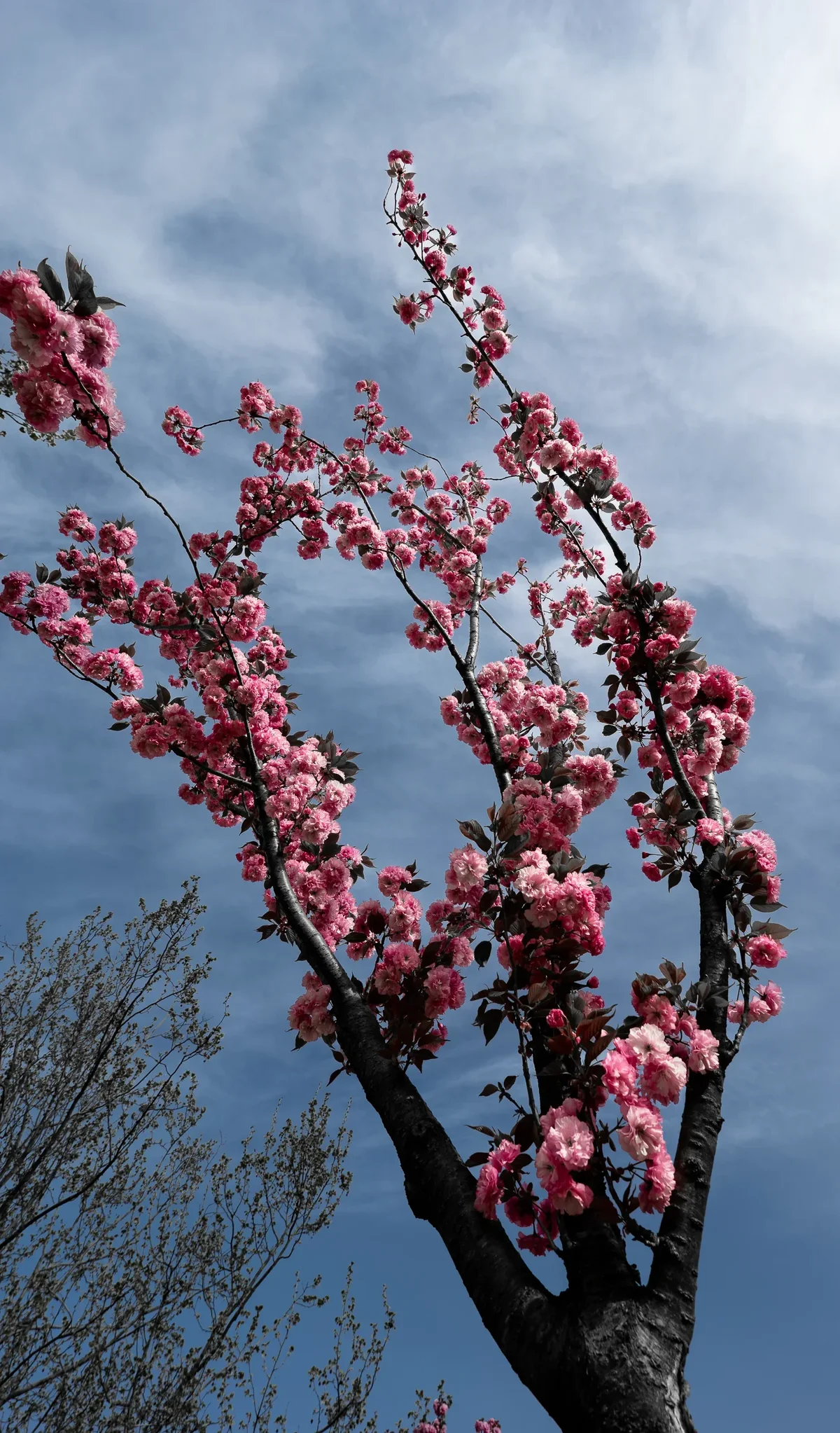 Cherry Blossums In Bulguksa Prunus Serrulata3