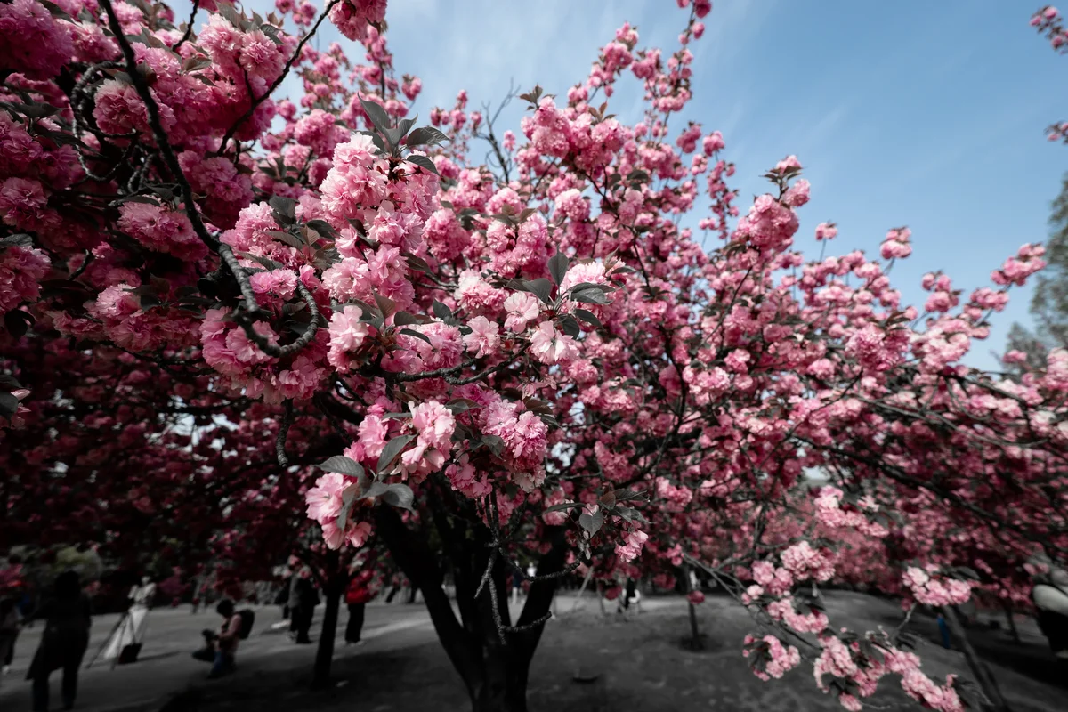 Cherry Blossums In Bulguksa Prunus Serrulata4