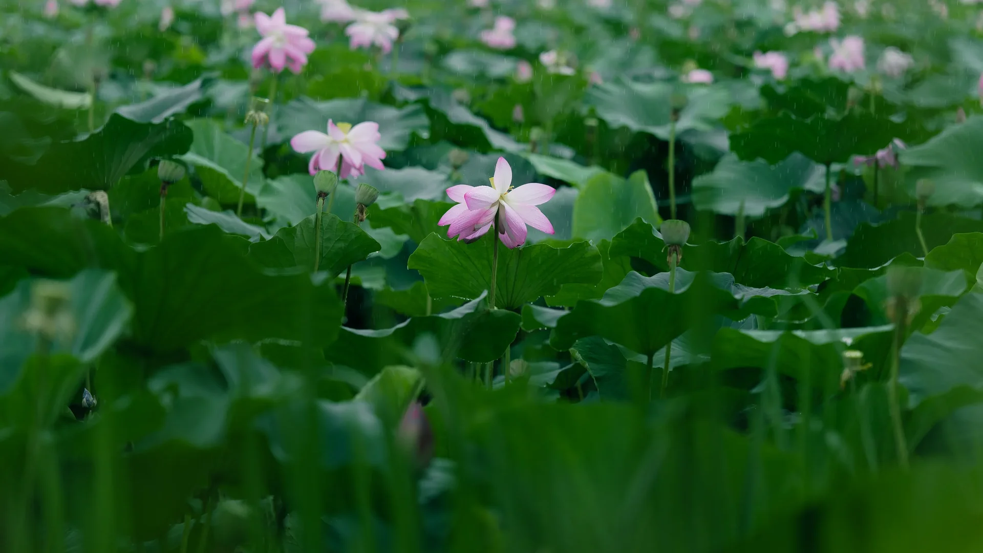 Semiwon Garden And Lotuses10