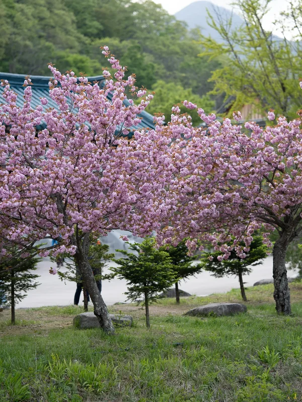 Seoraksan National Park: cable car, Sinheung-sa, Swaying rock