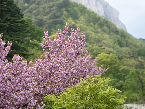 Seoraksan National Park & Makguksu Noodle Class