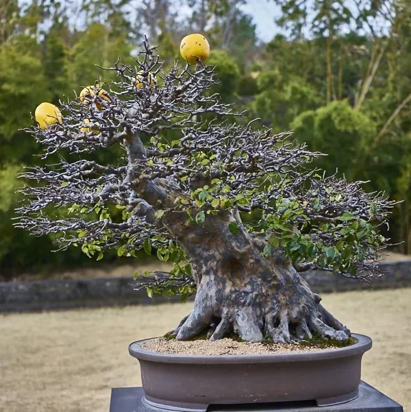 Spirited Garden jeju